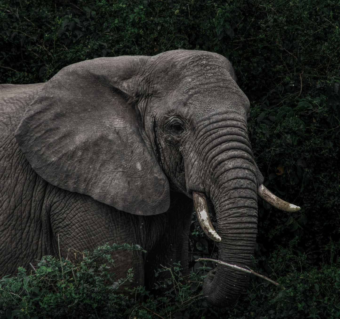 Elephant