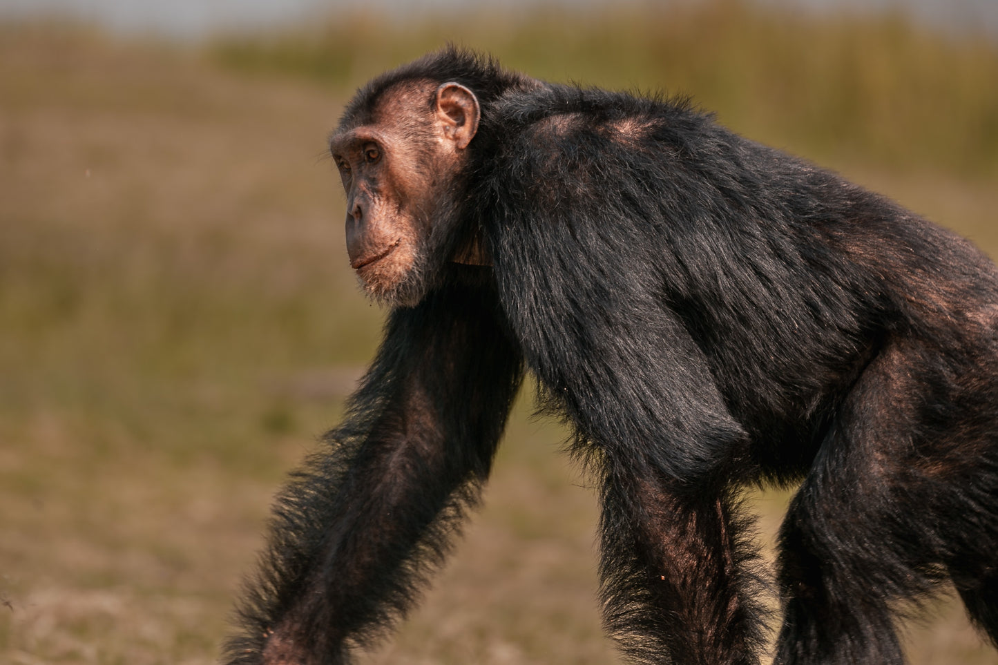 Chimpanzee