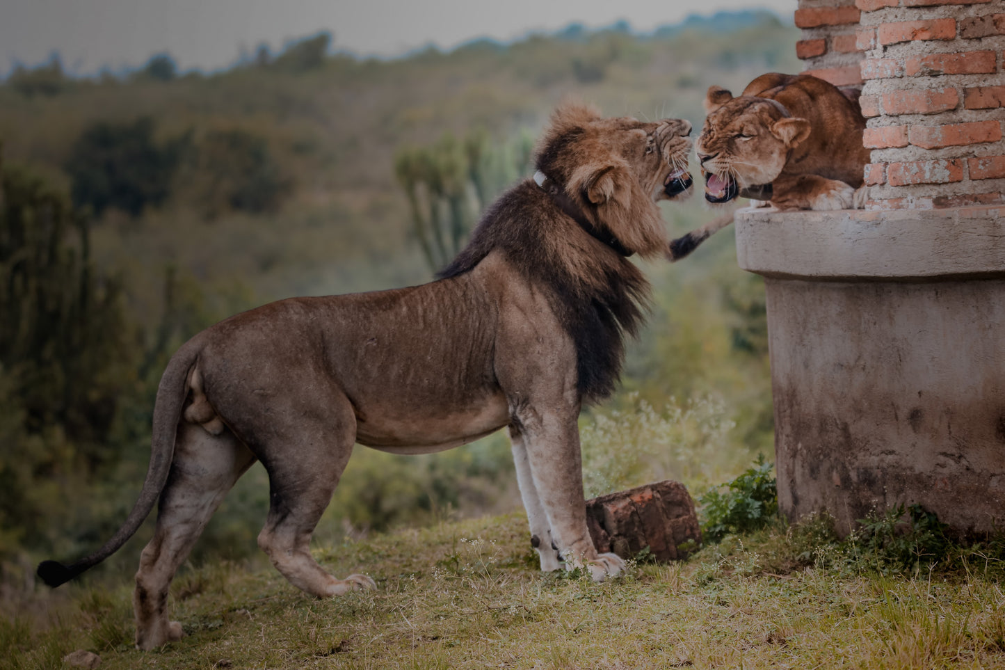 Lion