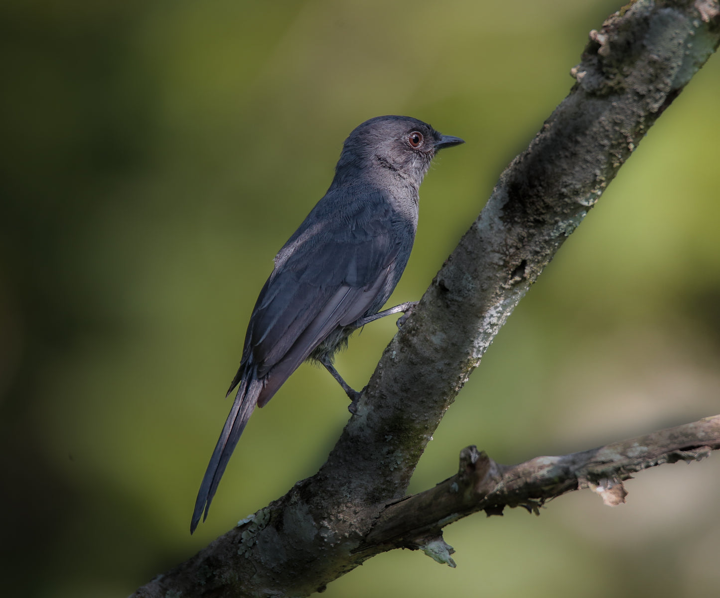Northern black flycatcher