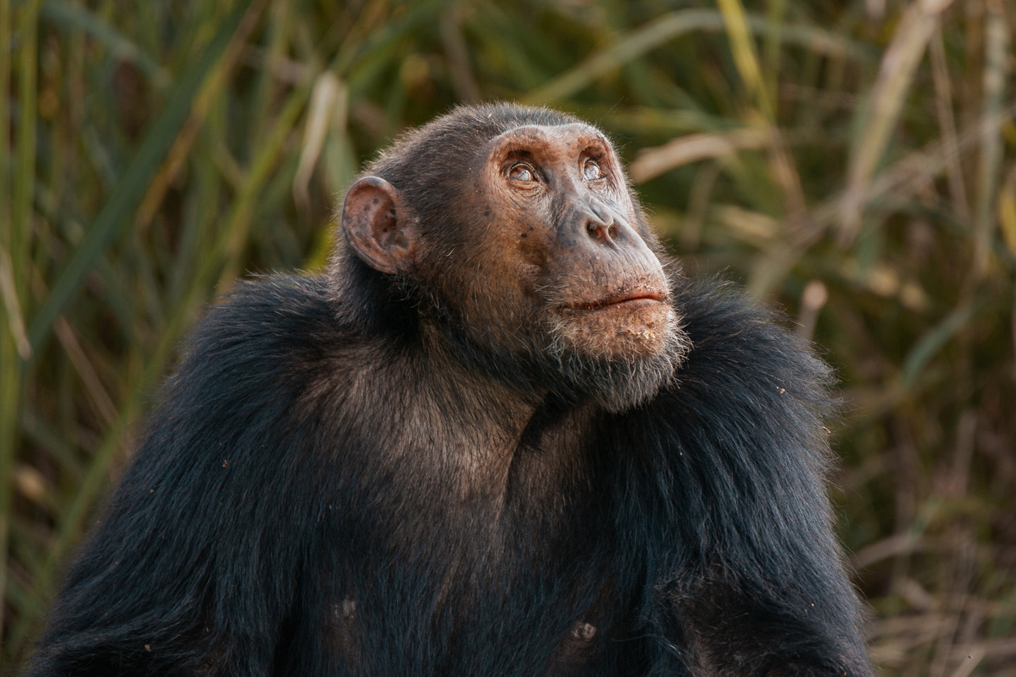 Chimpanzee