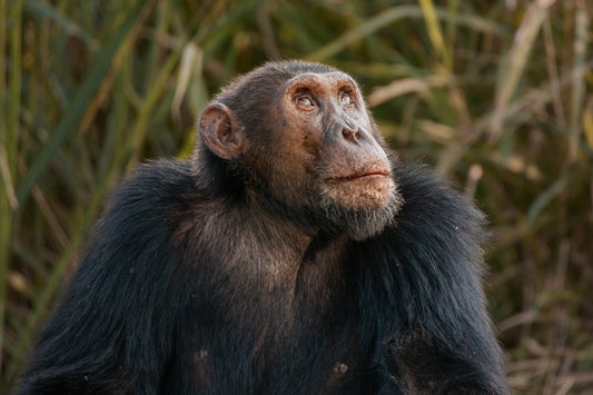 Chimpanzee