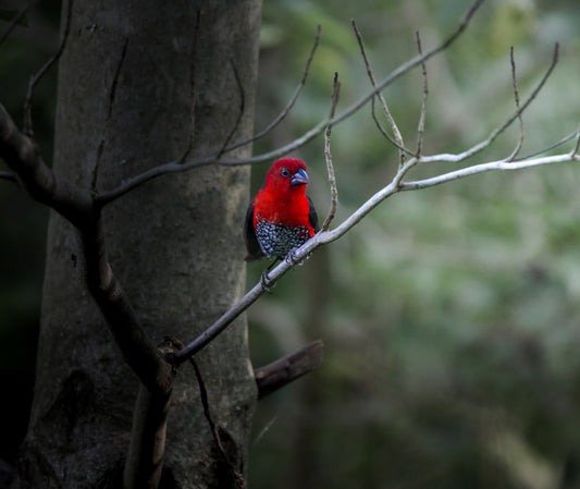 Red headed blue bill