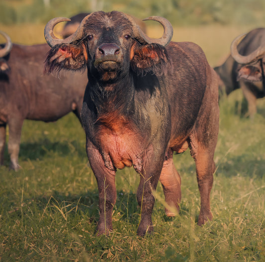 Buffalo