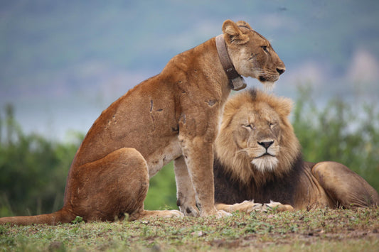 Collared lions