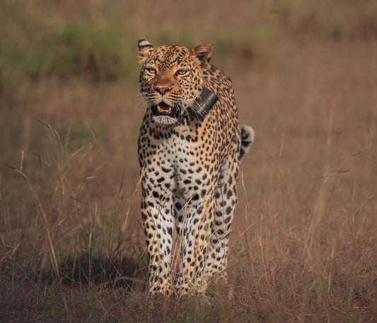 Leopard