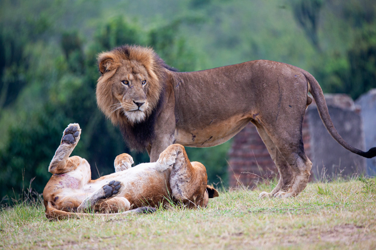 Lion