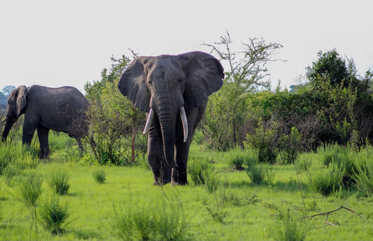Elephant