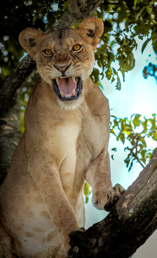 Lion