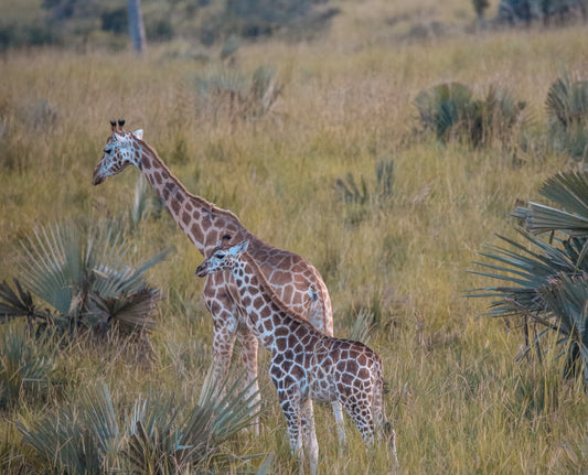 Giraffe