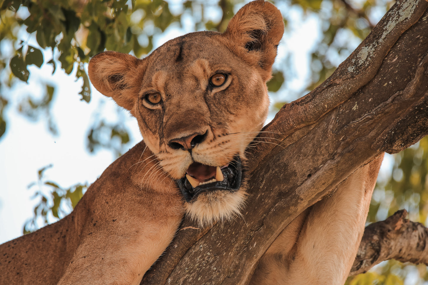 Tree climbing lion