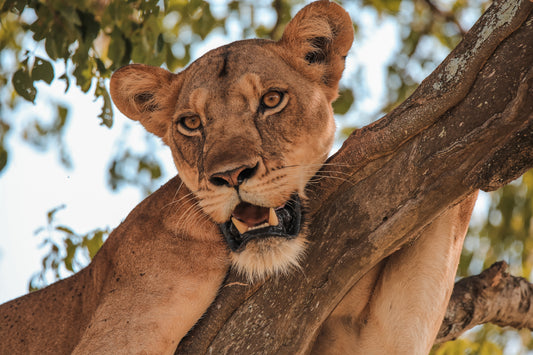 Tree climbing lion