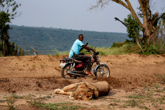 Lion