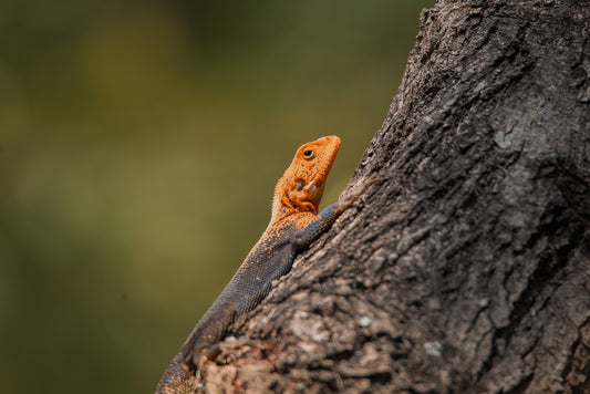 Agama lizard
