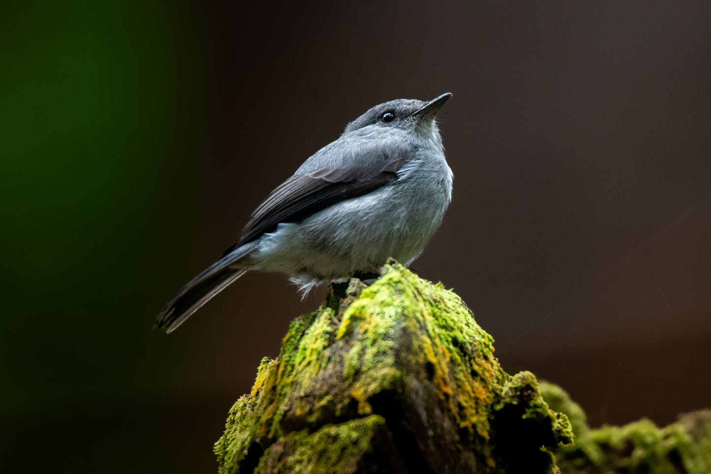 Ashy flycatcher