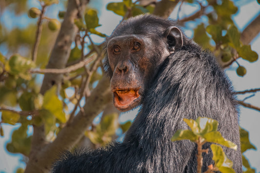 Chimpanzee