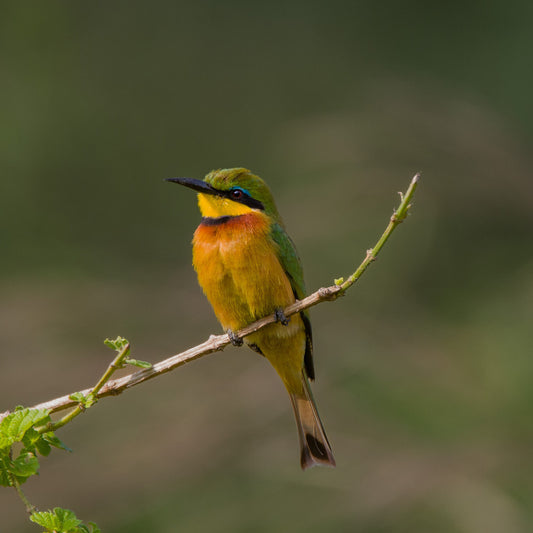 Little bee eater