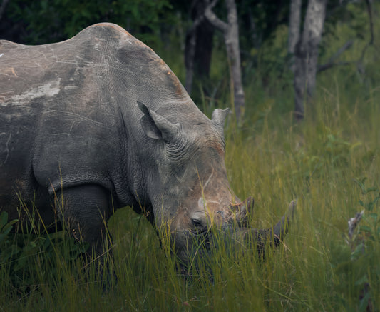 Rhino