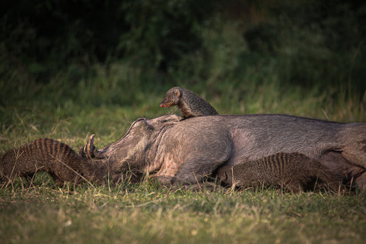 Warthog and banded mangoose