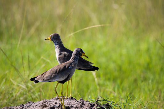 Lapwing