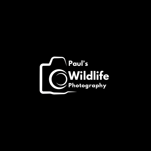 PAUL'S WILDLIFE PHOTOGRAPHY