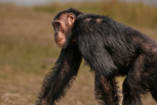Chimpanzee