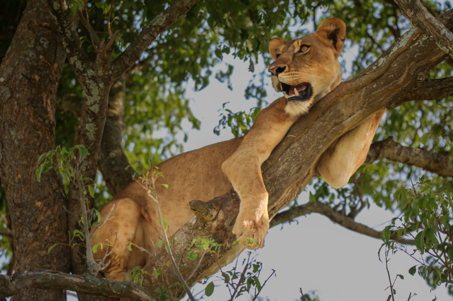 Female tree climbing lion