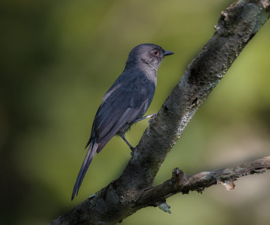 Northern black flycatcher
